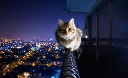 Fearless Freddie - furry, creature, city lights, animal, cat, nature