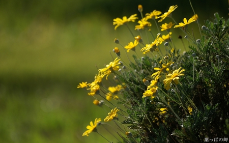 Yellow Daisies - petals, flowers, daisies, yellow, stems, nature, green, grass