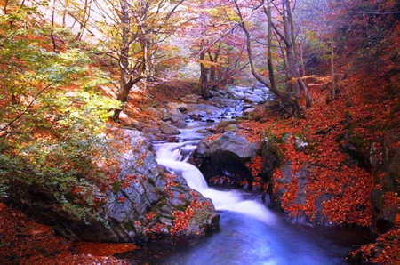 Autumn Colors - river, yellow, red, stream, rapids, rocks, brook, leaves