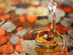 orange water drops