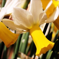 Yellow and White Daffodill