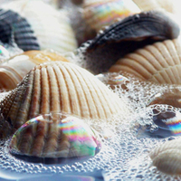 sea shells