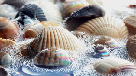 sea shells - shells, beach, ocean, photography