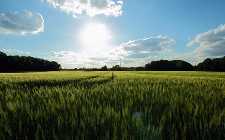 Green Field - field, blue, green, sky