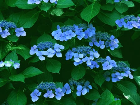 Blue Hydrangea - pretty, flowers, hydrangea, blue