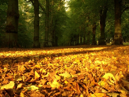 Golden Carpet - carpet, golden, leaves, autumn