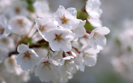 blossom - white, nice, flowers, delicate