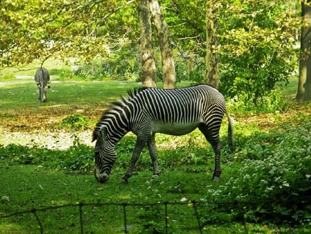 Awesome Zebras - grazing, awesome, zebras, green