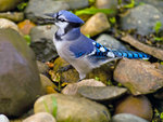 Beautiful Blue Jay