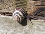 Snail