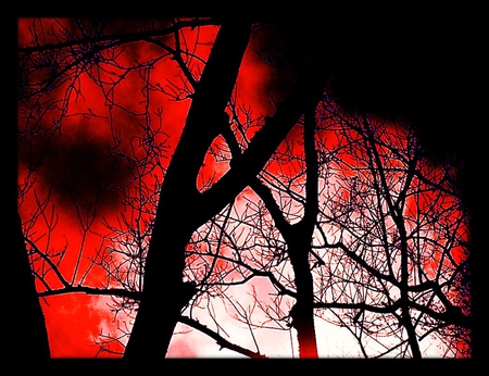 forest_of_death - red, forest, death, tree, nature