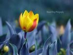 tulip-beauty