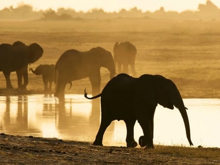 The Watering Hole - water, calves, africa, elephants