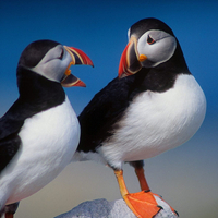 TWO PUFFINS