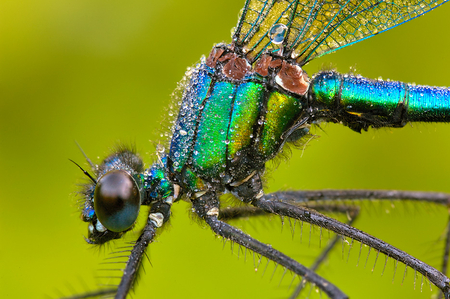 banded_demoiselle - dragonfly, photography, micro, animal, colors