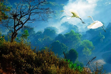 Morning Flight - valley, trees, forest, blue, fog, cranes, mist, birds