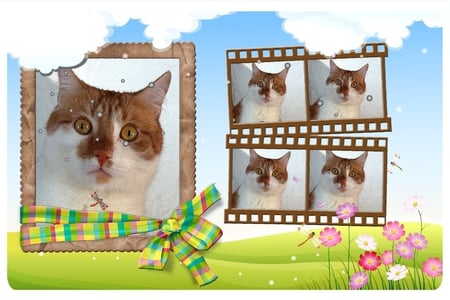 Ginger cat - ginger cat, spring, summer, happy