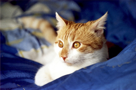 Ginger cat - summer, moment, morning, blue