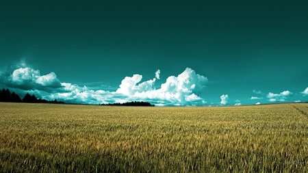 Crop Field - clouds, crop, grass, firefox persona, wheat, oats, country, farm, sky