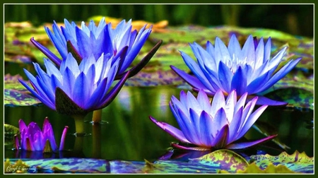 Beautiful Blue Waterlilies - waterlilies, nature, blue, flowers, pond