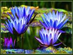 Beautiful Blue Waterlilies