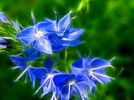 Macro Blue Flowers - nature, closeup, macro, blue, flowers