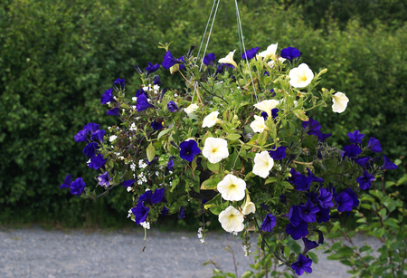 Blue and white - white, nature, flowers, blue