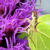 Yellow butterfly