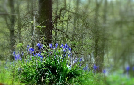 The bells in blue - nature, bells, flowers, blue