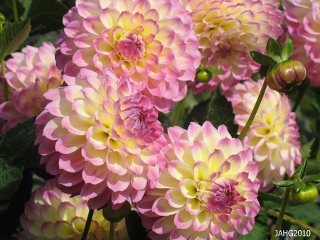 Dahlia - white, dahlia, pink, ball, flower