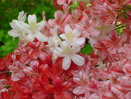 Azaleas - white, red, azaleas, pink, flowers