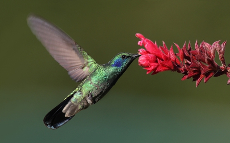 hummingbird beaut - colorful, bird, flower, photography