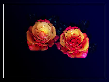 Roses for Gayatri - roses, raindrops, yellow, purple, red, photography, rose, flower