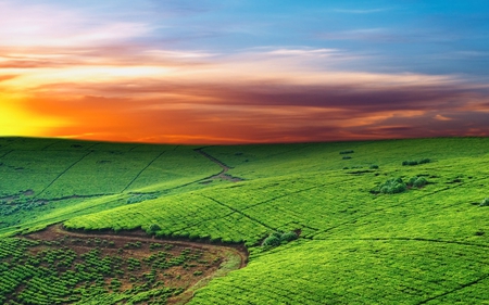 red morning sky - nature, sky, photography, green, field, grass