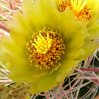 Cactus Flower