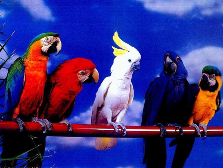 Parrots - bird, animal, parrot, sky