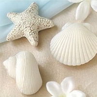 seashells on the beach