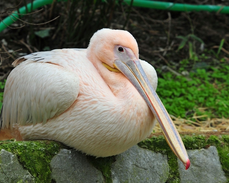 Just Resting - bird, wings, beak, pelican, feathers, bill, young