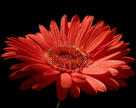 Lone Gerbera - bloom, petal, colour, red, daisy, orange, flower, petals