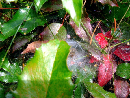 Cobweb - leaves, nature, cobweb, plants