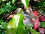 Cobweb