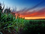 cornfield at sunset