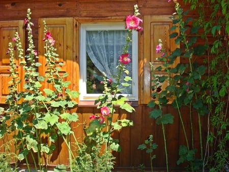 Polish mallows - cottage, window, mallows, poland, garden