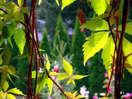 Green leaves - leaves, green, summer, garden, plants