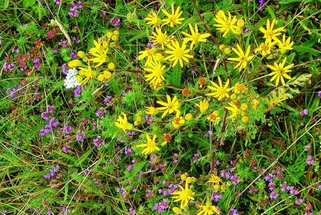 Summer flowers - yellow, summer, flowers, garden, grass