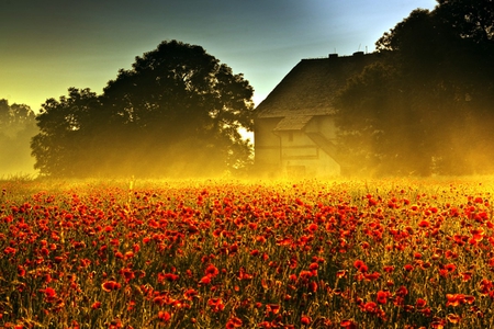 Sun - Flooded - sky, trees, sun, light, colorful, field, red, sunny, house, tree, poppies