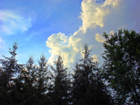 Touching the sky - sky, summer, trees, clouds