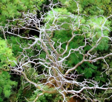 Withered tree - green, summer, tree, forest