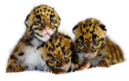 CHEETAH CUBS - cubs, wild, cats, spots, cheetah