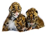 CHEETAH CUBS